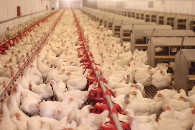 Cage Free Hens In Layer House