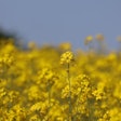 Canola In Field J Blueberry Pixabay