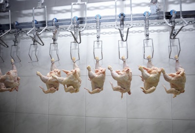 Chicken Processing Line 2