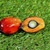 Close Up Of Fresh Palm Oil Fruits 3306098 1280