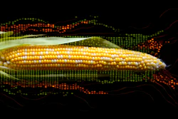 Corn 8311798 1280