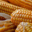 Corn Kathas Fotos Pixabay