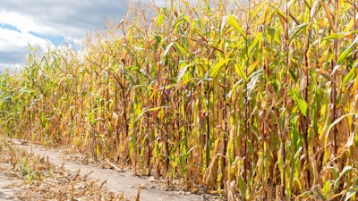 Corn Field Harvest