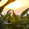 Corn Field Sunset Pixabay