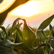 Corn Field Sunset Pixabay