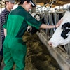 Dairy Cow With Vet In Barn