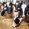 Dairy Cows Eating 1