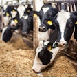 Dairy Cows Eating 1
