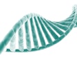 Dna Strand On White