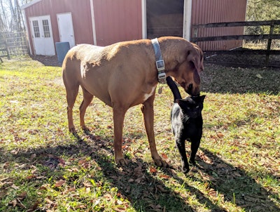 Dog And Cat 50587892812 O
