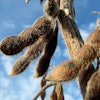 Dried Soybeans In Field Perkons Pixabay