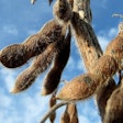 Dried Soybeans In Field Perkons Pixabay