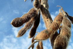 Dried Soybeans In Field Perkons Pixabay