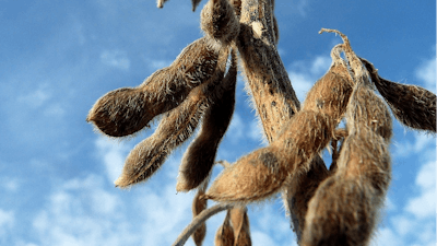 Dried Soybeans In Field Perkons Pixabay