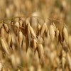 Oats In Field Hans Pixabay