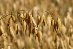 Oats In Field Hans Pixabay
