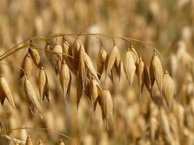 Oats In Field Hans Pixabay