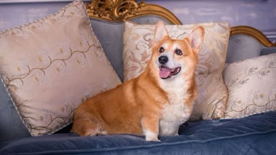 Pfi corgi Dog English Uk Britain Luxury