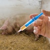 Pig Vaccine