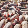 Pigs Outside In Pen