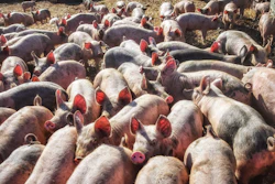 Pigs Outside In Pen