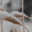 Snowy Wheat Field