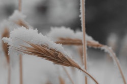 雪地小麦场