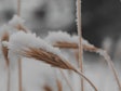 Snowy Wheat Field