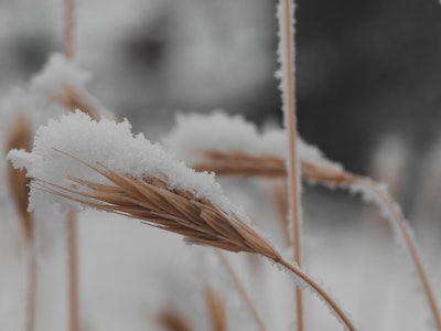 Snowy Wheat Field