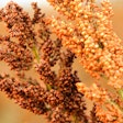 Sorghum Crop Kansas State University