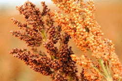 高梁作物堪萨斯州立大学