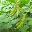 soybean plant in field
