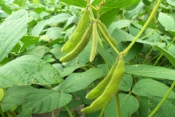 soybean plant in field