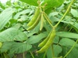 soybean plant in field
