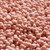 Soybeans Nishimura1123m Pixabay