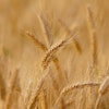 Wheat Field Candice Candice Pixabay com April 2023