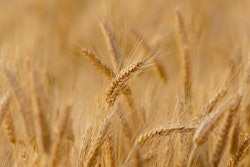 Wheat Field Candiix Pixabay