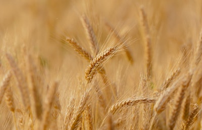 Wheat Field Candiix Pixabay