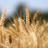 Wheat Field Goran H Pixabay