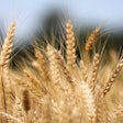 Wheat Field Goran H Pixabay
