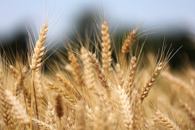Wheat Field Goran H Pixabay