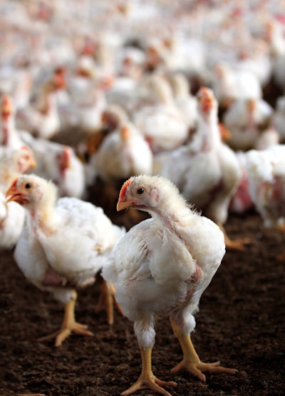 Young White Hens In Poultry House