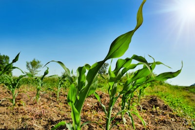 Baby Corn In Field Svetlozar Hristov Pixabay