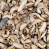 Black Soldier Fly Larva