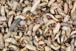 Black Soldier Fly Larva