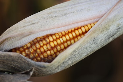 Corn In Husk Harvest Goran H Pixabay