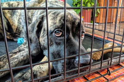 Dog In Cage 29031974867 O