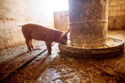 Piglet Eating (1)