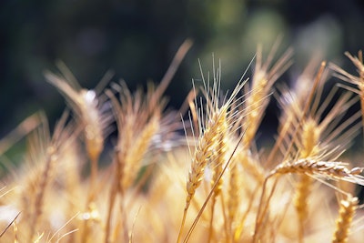 Wheat In A Field Via Pixabay August 2022
