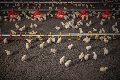 Bird behavior will tell you a lot about temperature. Too cold birds will be huddled together. Too warm and they will move away from heat sources. When the house has the correct temperature birds will be evenly spaced.